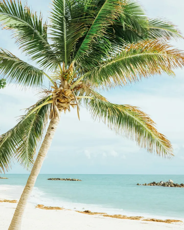 A single palm leaning over a pale beach